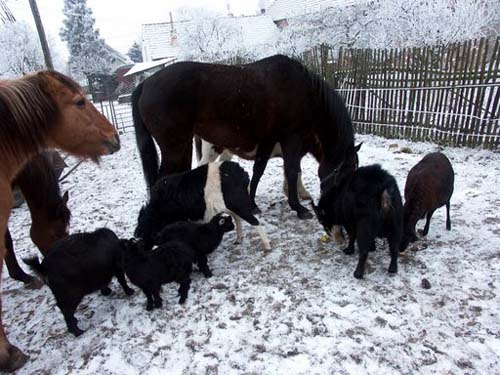 Zvířata v&nbsp;zimě 2008